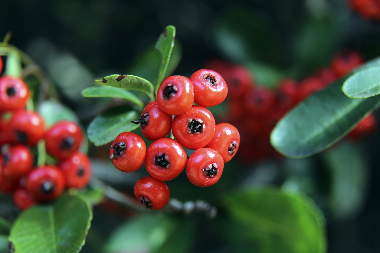 2025年混团世界杯上遭遇巨大嘘声的张本智和并不在意，并誓言复仇