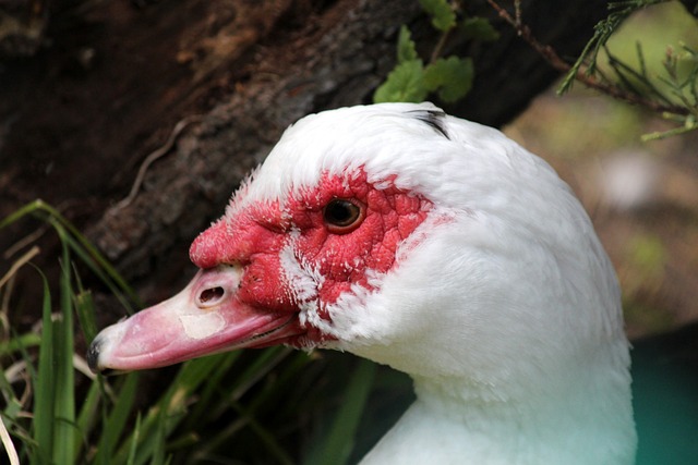 TA分析英格兰目前阵容：球队中轴线十分豪华，但替补深度不足